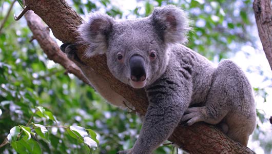 Koala