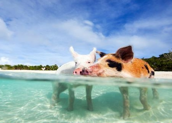 pig_island