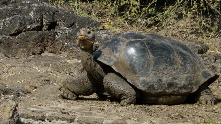 Eliminan las ratas en las islas Galápagos (Video)