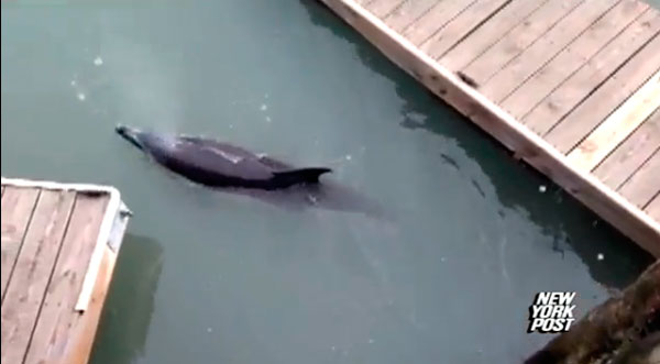 Murió delfín atrapado en cañerías de Nueva York