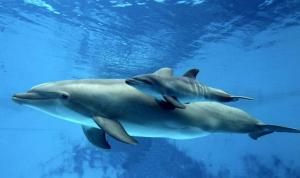 Delfines tienen una manera de silbar para ser reconocidos en su círculo cercano