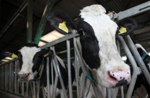 Temor en Serbia por leche contaminada