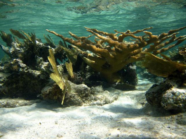 Arrecifes de coral han dejado de crecer o comienzan a erosionarse