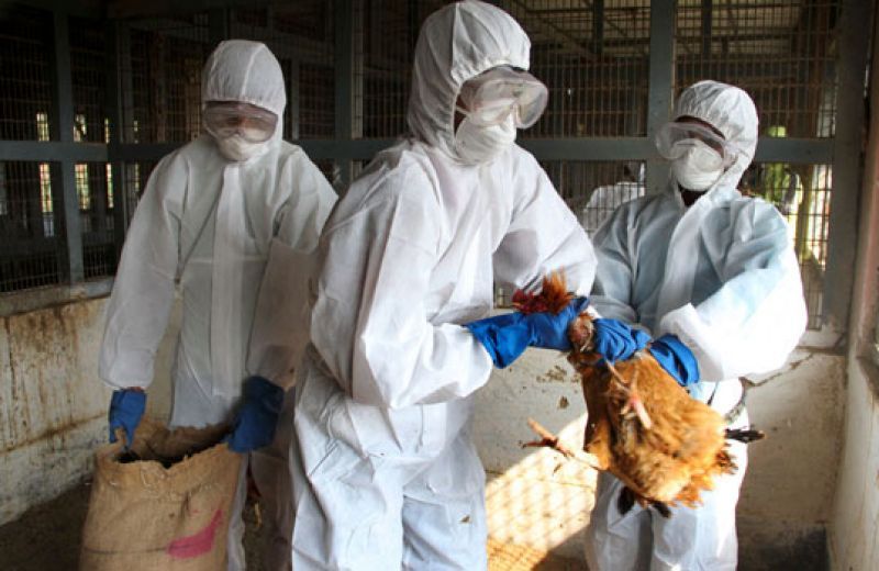Siete estados de la India confirman casos de gripe aviar
