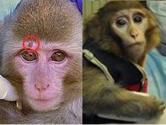 Mono que envió Irán al espacio regresó con una verruga ¿Estafa? (Fotodetalle)