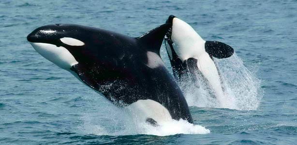 Alrededor de 20 orcas murieron en una playa de Chile