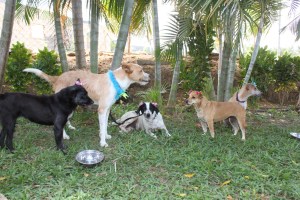 Realizaron jornada de adopción de animales en Puerto Ordaz