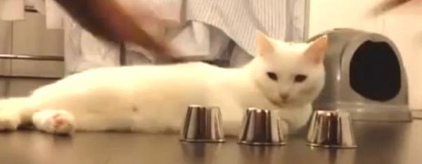 ¡Increíble! El gato más inteligente del mundo