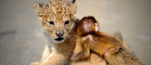 Cachorro de león y un mono bebé se convierten en los mejores amigos (Fotos)