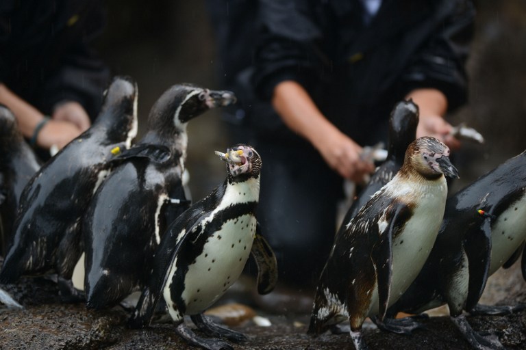 Doce pingüinos Humboldt, nuevos inquilinos del zoológico de Guatemala (Fotos)