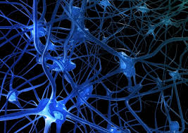 Identifican las proteínas que hacen mantener a la neuronas su identidad