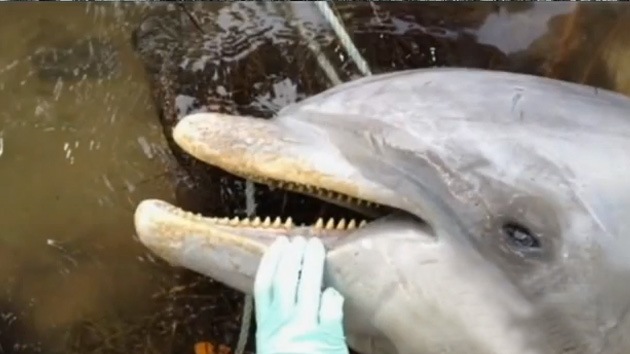 Misteriosas muertes de delfines en Florida