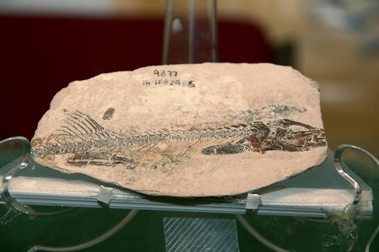 Hallan fósil de pez que vivió hace 90 millones de años en México (Foto)