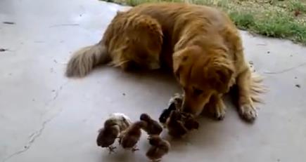 Perro adopta…¿10 pollitos? (Video)