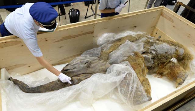 Mamut de 39 mil años es exhibido en Japón (Video)