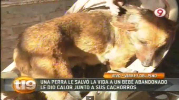 Una perra salva a un bebé de morir de frío cobijándolo junto a sus cachorros (Video)