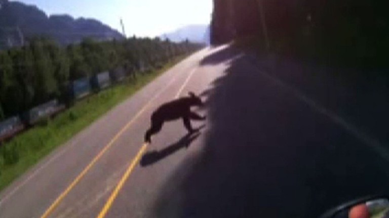 El motorizado que choca con un oso (Video)