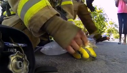 Bombero rescata a gatito de la muerte (Video)