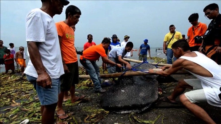 Una sorpresa de 300 kilos (Foto y video)