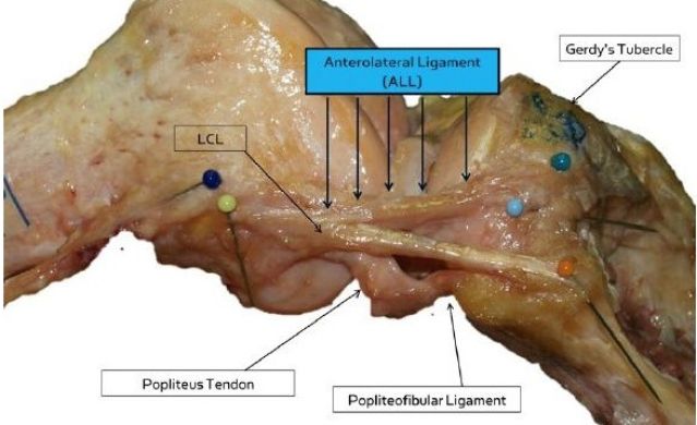 Científicos descubren una nueva parte del cuerpo humano