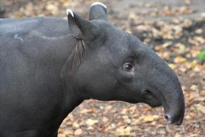 Descubren especie de tapir en región amazónica de Colombia y Brasil