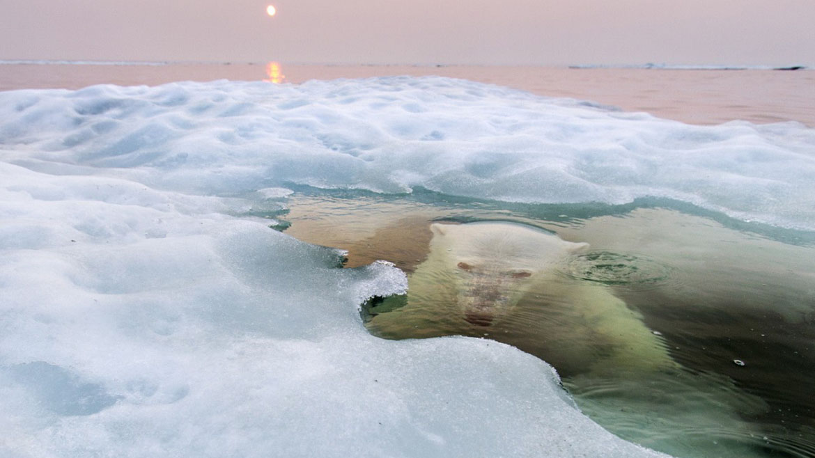 Espectacular: Estas fotografías ganaron el concurso de National Geographic