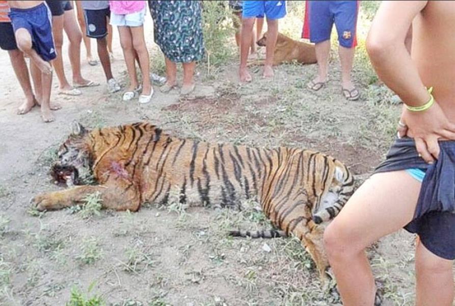 Vecinos en Argentina matan a un tigre de bengala por temor (Foto)