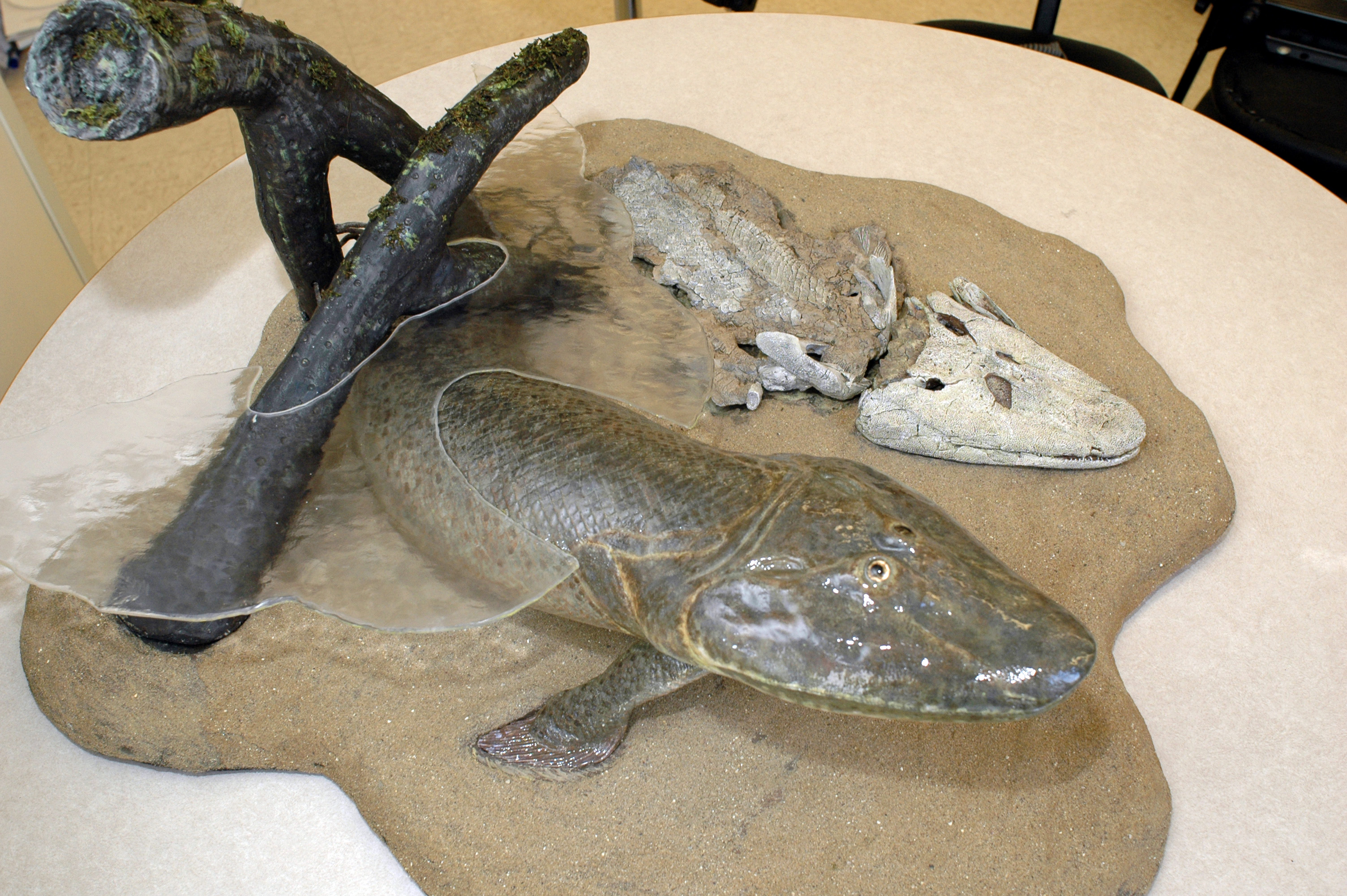 Hallan fósil de ancestro común entre peces y animales terrestres