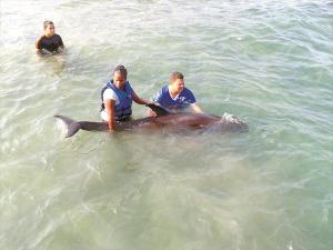 Hallado delfín a orillas del balneario Quizandal en Puerto Cabello (Foto)