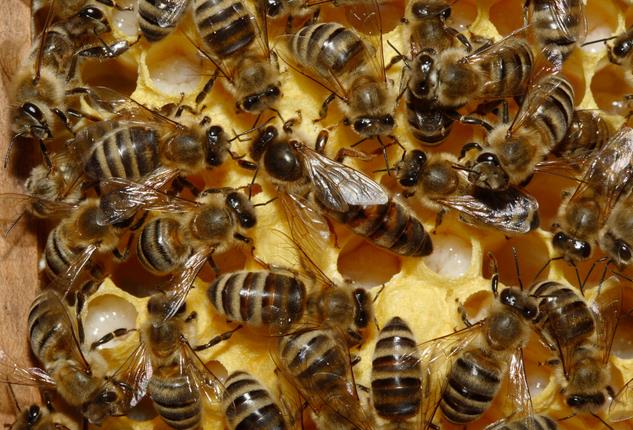 Cuatro meses de cárcel por matar dos millones de abejas