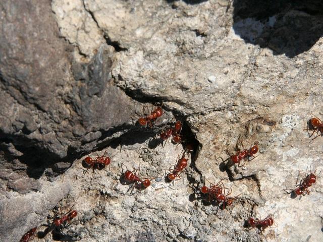 Las hormigas son más eficientes que Google procesando datos