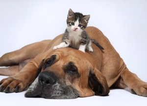 Los perros y gatos también sienten amor como los humanos