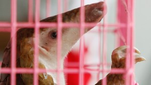 Animales raros que podrían salvarse si China deja de comérselos  (Fotos)