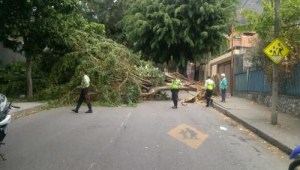 Caído árbol en La Castellana (Foto)