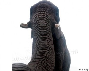 Elefante toma un iPhone y se toma una autofoto (¿elphie?)