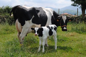 Las vacas con nombre propio producen más leche, según estudio