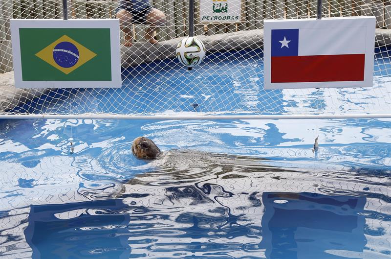 Una tortuga marina predice la victoria de Brasil ante Chile (Foto)