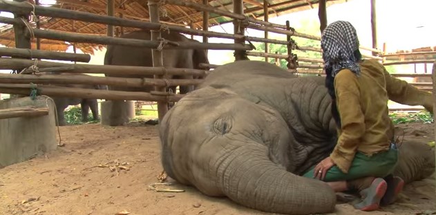 El duerme y ronca con esta canción de cuna… por cierto,  ¡es un elefante!