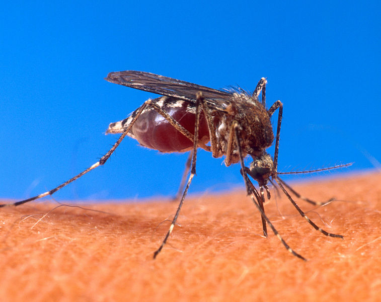 Al menos 35 casos de Chikungunya en Venezuela son autóctonos