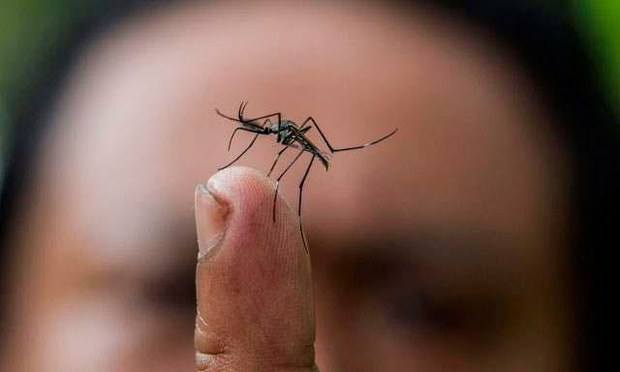 Al menos 135 casos de dengue fueron reportados la última semana en Barinas