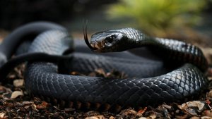 Te aterrorizarás con estas peligrosas serpientes (Fotos)