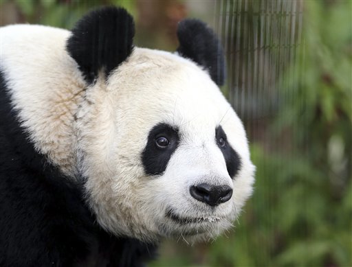 Panda embarazada tras una inseminación artificial