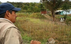 Desaparece la fruticultura en el sur del Táchira