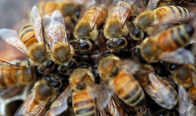 Jardinero muere en ataque de abejas