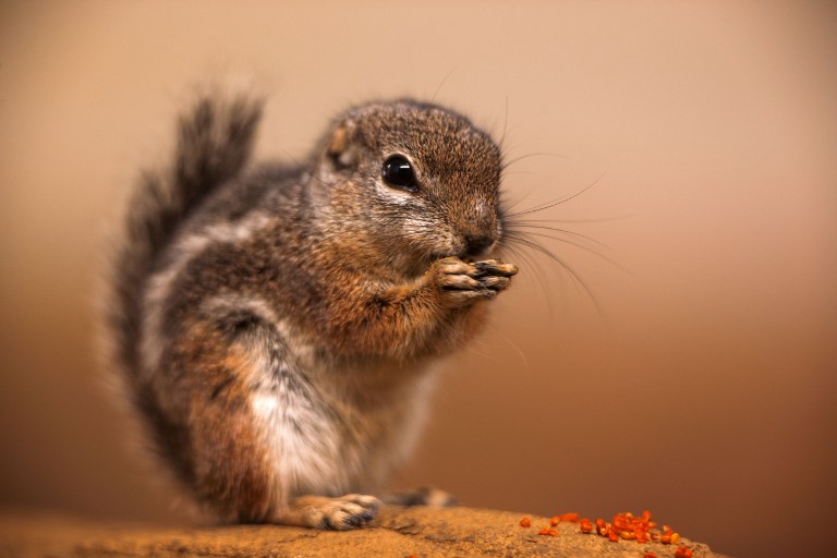 Reducción de animales grandes y medianos empeora el resto del ecosistema