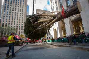 Así montan el árbol de Navidad en el Rockefeller Center (Fotos)