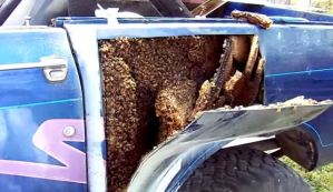 Miles de estos insectos se escondían en el interior de este camión (WTF+Video)