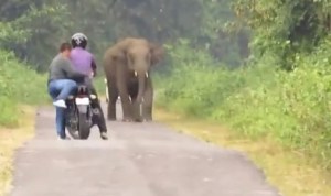 Un elefante: Ustedes no pasarán (Video)