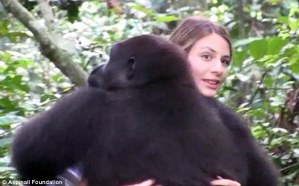 Después de 12 años, se reencontró con sus amigos gorilas (Fotos)