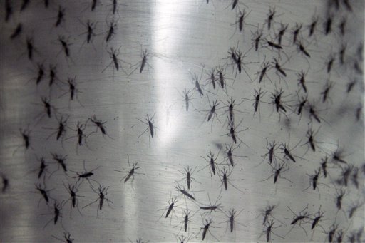Reportan 16 muertes por dengue en Paraguay